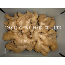 Good Quality Fresh Ginger in China